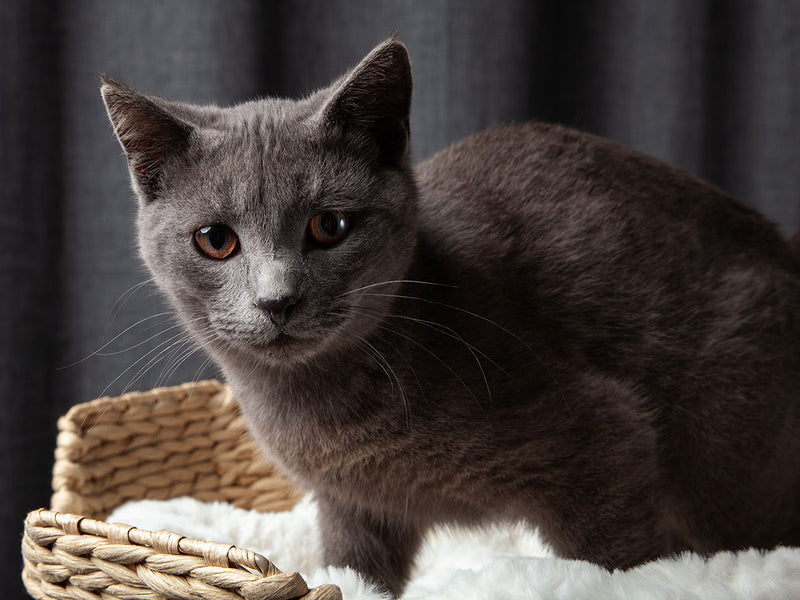 6 formas de proteger a tu gato en el exterior – Cat-Proof Fence Rollers