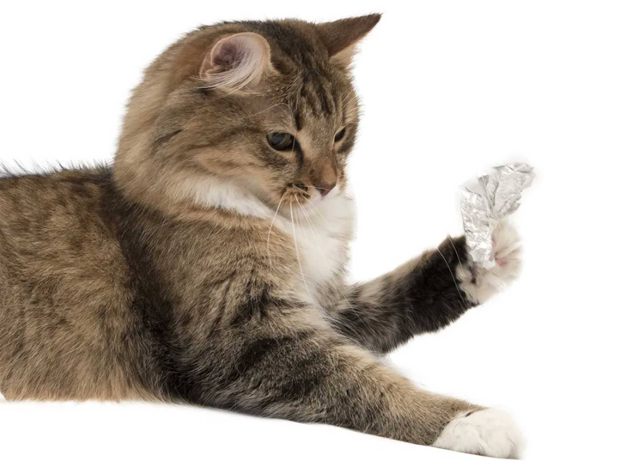 Why Do Cats Hate Aluminum Foil So Much? A Vet Explains - DodoWell - The Dodo