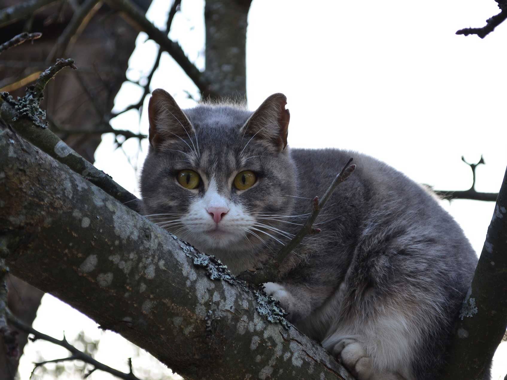 How to keep cats shop from scratching tree trunks